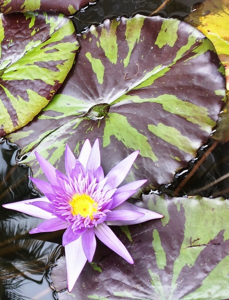 Light Purple water lily